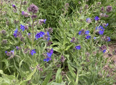 Anchusa italica 'Dropmore' - medium image 2