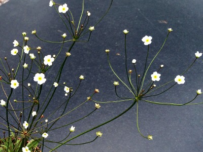 Androsace septentrionalis - medium image 2