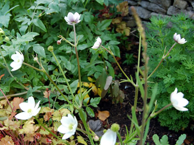 Anemone leveillii - medium image 2