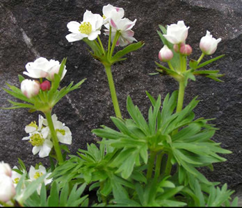 Anemone narcissiflora - medium image 2
