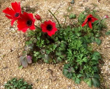 Anemone pavonina red - medium image 2