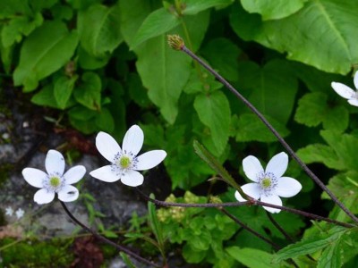 Anemone rivularis - medium image 2
