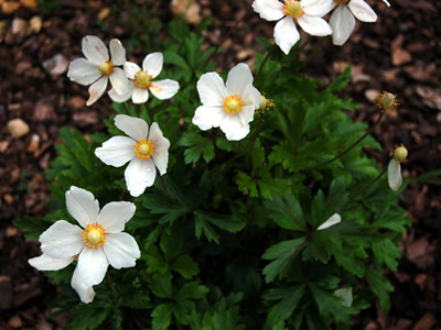 Anemone sylvestris - medium image 2