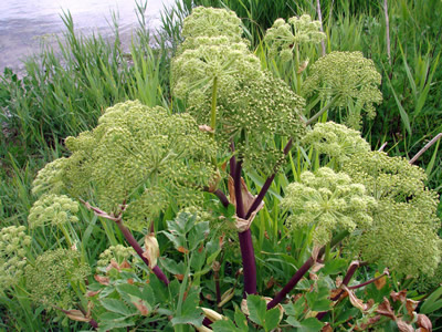 Angelica archangelica - medium image 2