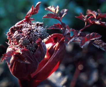 Angelica sylvestris 'Ebony' - medium image 2