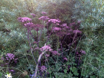Angelica sylvestris 'Purpurea' - medium image 2