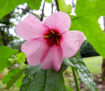 Anisodontea julii - medium image 2