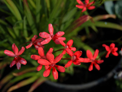 Anomatheca laxa - medium image 2