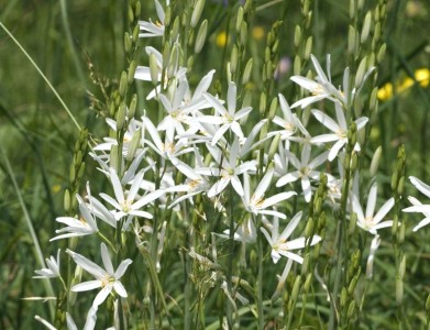 Anthericum liliago - medium image 2