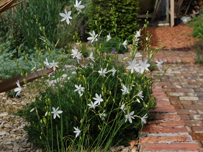 Anthericum ramosum - medium image 2