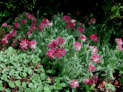 Anthyllis montana 'Rubra' AGM - medium image 2
