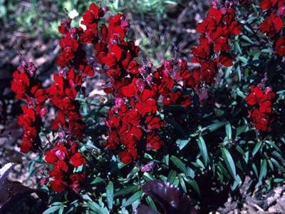 Antirrhinum 'Black Prince' - medium image 2