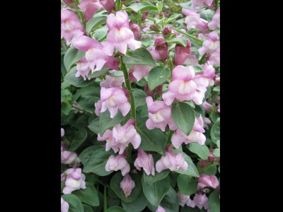 Antirrhinum glutinosum - medium image 2