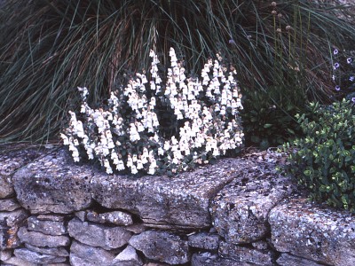 Antirrhinum molle - medium image 2