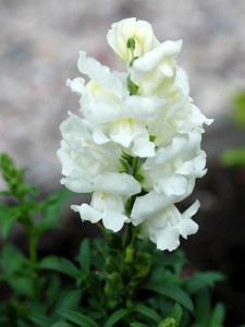 Antirrhinum 'Rocket White' - medium image 2
