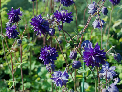 Aquilegia 'Blue Barlow' - medium image 2