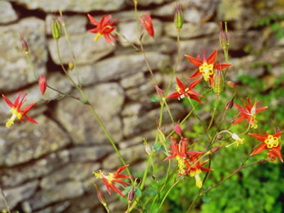 Aquilegia canadensis - medium image 2