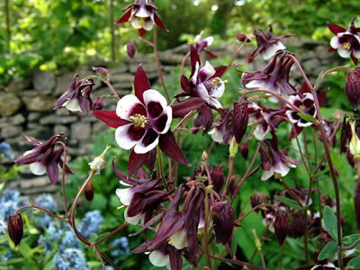 Aquilegia 'Magpie' - medium image 2