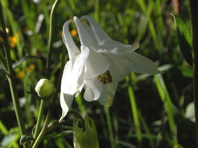 Aquilegia 'Munstead White' - medium image 2