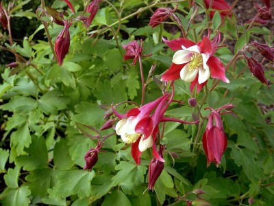 Aquilegia 'Red Hobbit' - medium image 2