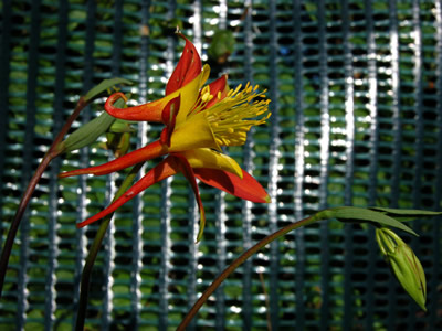 Aquilegia 'Tequila Sunrise' - medium image 2