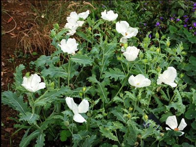 Argemone grandiflora - medium image 2