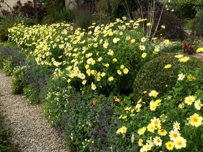 Argyranthemum 'Jamaica Primrose' - medium image 2