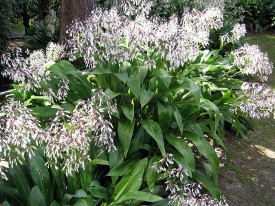 Arthropodium cirratum - medium image 2