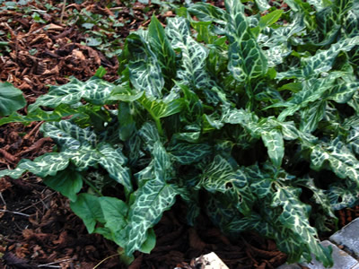 Arum italicum 'Pictum' - medium image 2