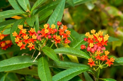 Asclepias curassavica - medium image 2