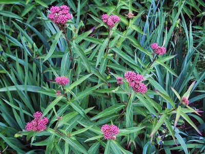 Asclepias incarnata - medium image 2