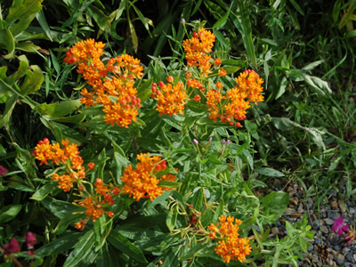 Asclepias tuberosa - medium image 2