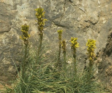Asphodeline lutea - medium image 2