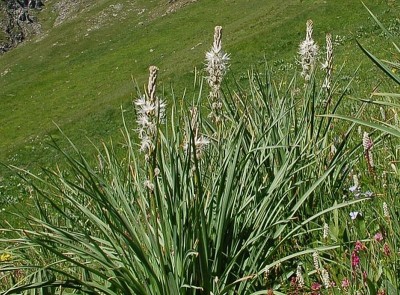 Asphodelus albus - medium image 2