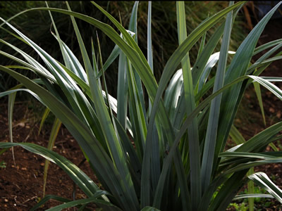 Astelia chathamica - medium image 2