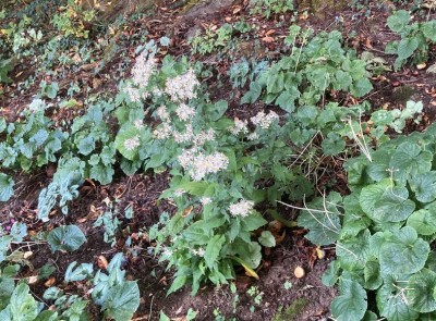 Aster divaricatus - medium image 2