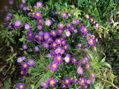 Aster 'Ezo Murasaki' - medium image 2