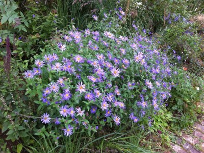 Aster frikartii 'Monch' - medium image 2