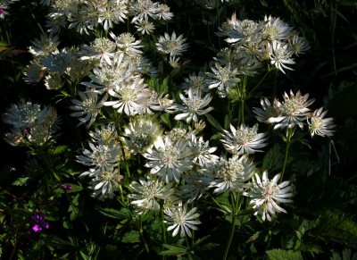 Astrantia major white - medium image 2