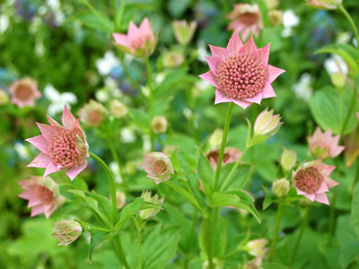 Astrantia maxima - medium image 2