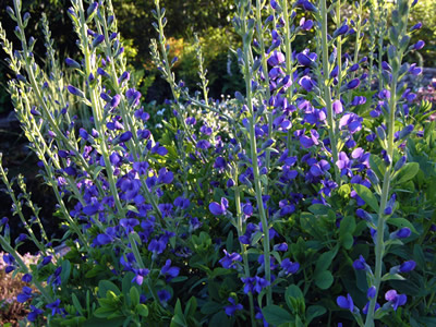 Baptisia australis - medium image 2