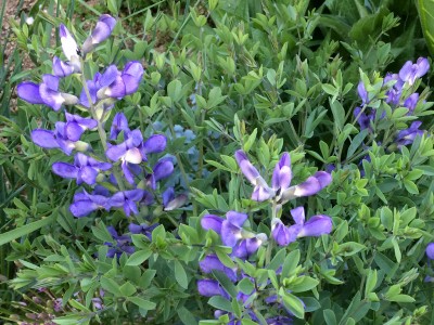 Baptisia minor - medium image 2
