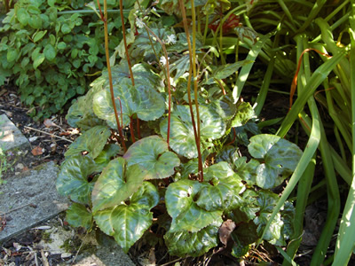Beesia calthifolia - medium image 2