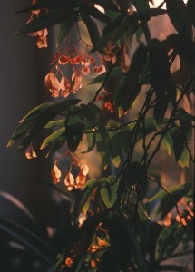 Begonia albopicta 'Rosea' - medium image 2