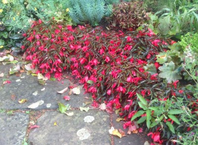 Begonia 'Dark Elegance' - medium image 2