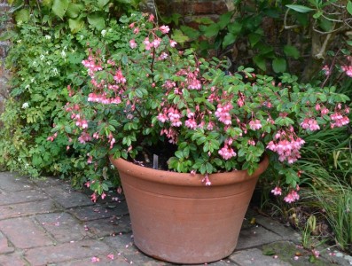 Begonia fuchsioides - medium image 2