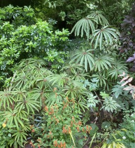 Begonia luxurians - medium image 2