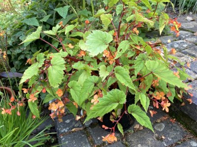 Begonia sutherlandii - medium image 2