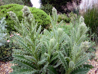 Berkheya purpurea - medium image 2