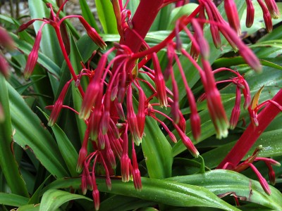 Beschorneria septentrionalis - medium image 2